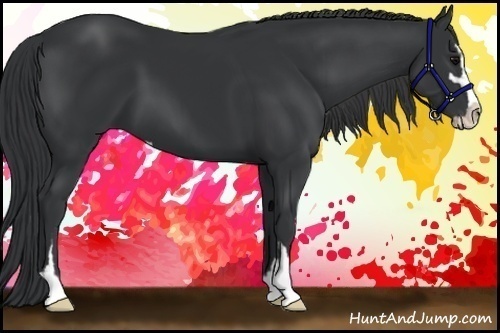 Horse Color:Black Sabino 
