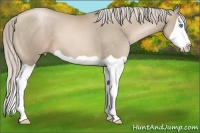 Horse Color:Chocolate Palomino Pearl Splash