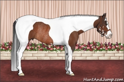 Horse Color:Bay Splash Tobiano Frame Rabicano 