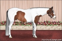 Horse Color:Bay Splash Tobiano Frame Rabicano