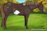 Horse Color:Liver Chestnut Frame 