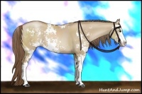 Horse Color:Grullo Pearl Sabino