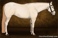 Horse Color:Buckskin Pearl 