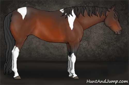 Horse Color:Bay Tobiano 