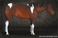 Horse Color:Bay Tobiano 