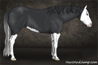Horse Color:Black Splash