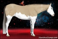 Horse Color:Amber Cream Champagne Splash