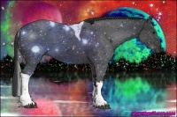 Horse Color:Black Tobiano 