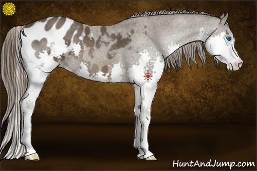 Horse Color:Liver Chestnut Splash Appaloosa 