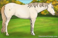 Horse Color:Buckskin Pearl Splash Frame 
