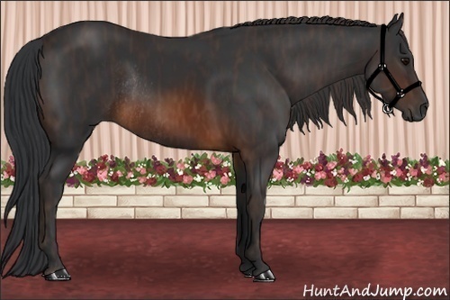 Horse Color:Brown Rabicano  Brindle