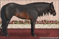 Horse Color:Brown Rabicano Brindle
