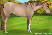 Horse Color:Liver Chestnut Pearl 