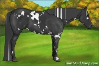 Horse Color:White Spotted Black 