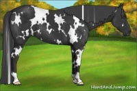Horse Color:White Spotted Black
