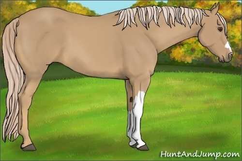 Horse Color:Palomino 