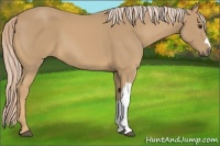 Horse Color:Palomino 
