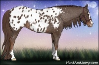 Horse Color:Liver Chestnut Sabino Appaloosa Rabicano