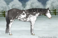 Horse Color:Black Sabino Splash 