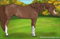 Horse Color:Chestnut Rabicano 