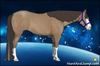 Horse Color:Classic Champagne Splash