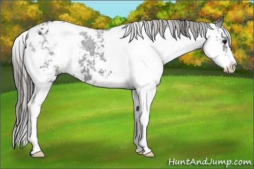Horse Color:Black Sabino Appaloosa 