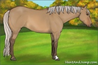 Horse Color:Silver Bay Dun 
