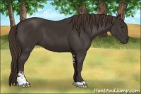 Horse Color:Liver Chestnut Sabino
