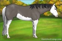 Horse Color:Grullo Splash 