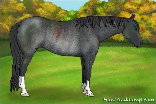 Horse Color:Black Rabicano
