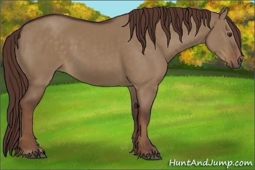Horse Color:Liver Red Dun 