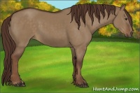 Horse Color:Liver Red Dun 