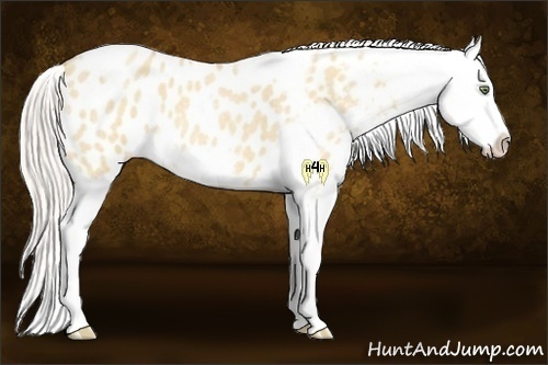 Horse Color:Silver Sable Champagne Roan Dun Splash Tobiano Frame Appaloosa Rabicano 