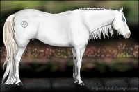 Horse Color:Buckskin Pearl Appaloosa  Brindle