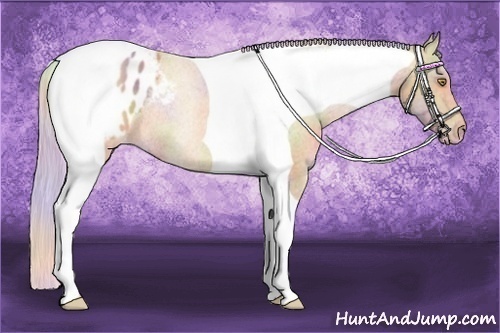 Horse Color:Nacre Silver Amber Champagne Tobiano Frame Appaloosa Rabicano