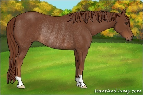 Horse Color:Chestnut Rabicano 