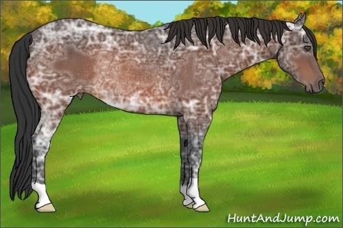Horse Color:Bay Ice Rabicano 