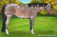 Horse Color:Bay Ice Rabicano