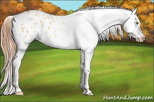 Horse Color:Gold Champagne Roan Dun Splash Tobiano Frame Varnish Rabicano