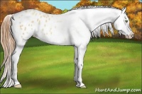 Horse Color:Gold Champagne Roan Dun Splash Tobiano Frame Varnish Rabicano