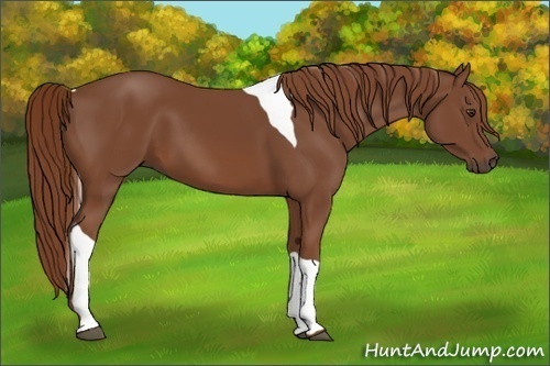 Horse Color:Chestnut Tobiano