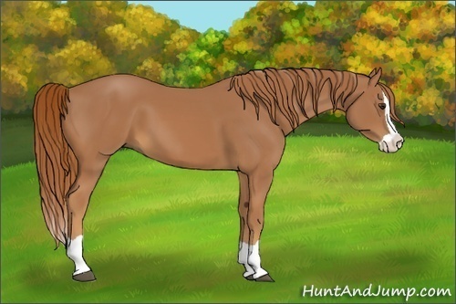 Horse Color:Chestnut Splash