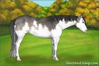 Horse Color:Brown Splash Rabicano