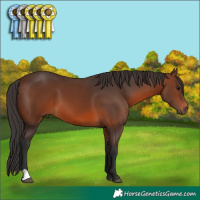 Horse Color:Brown 