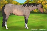 Horse Color:Buckskin Roan Frame 