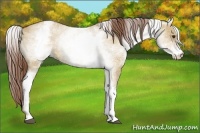 Horse Color:White Spotted Red Dun 