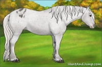 Horse Color:Silver Black Appaloosa