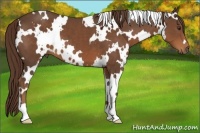 Horse Color:White Spotted Liver Chestnut 