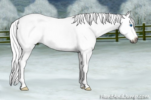 Horse Color:Gray Grullo Sabino Splash 