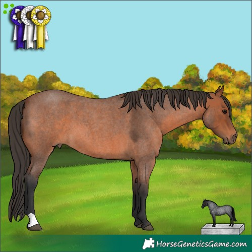 Horse Color:Bay Roan 